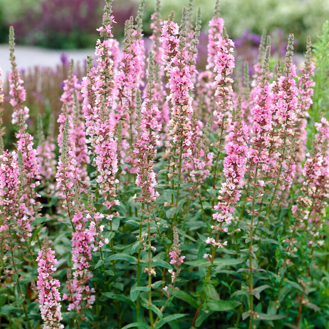 Lythrum salicaria 'Blush' - Grote kattenstaart