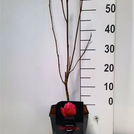 Magnolia 'Genie' - Valse Tulpenboom