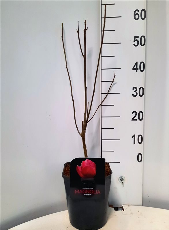Magnolia 'Genie' - Valse Tulpenboom