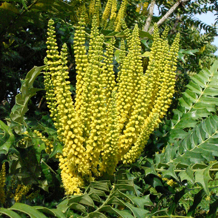 Mahonia media 'Charity' - Mahoniestruik