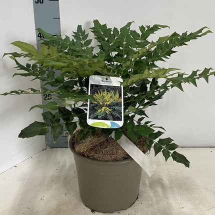 Mahonia media 'Charity' - Mahoniestruik