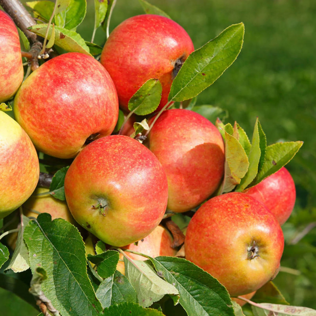 Malus domestica 'Elstar' - Appel - Haagelement