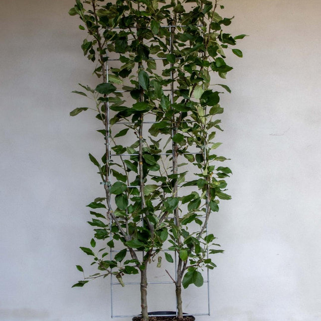 Malus domestica 'Elstar' - Appel - Haagelement