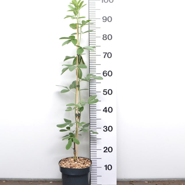 Argyrocytisus battandieri - Marokkaanse Bezem