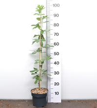 Afbeelding in Gallery-weergave laden, Argyrocytisus battandieri - Marokkaanse Bezem
