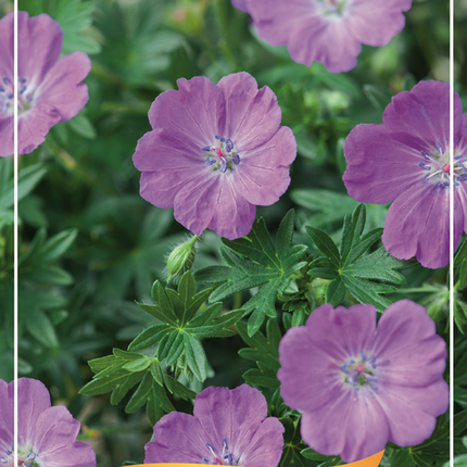 Geranium sang. 'Max Frei' - Ooievaarsbek