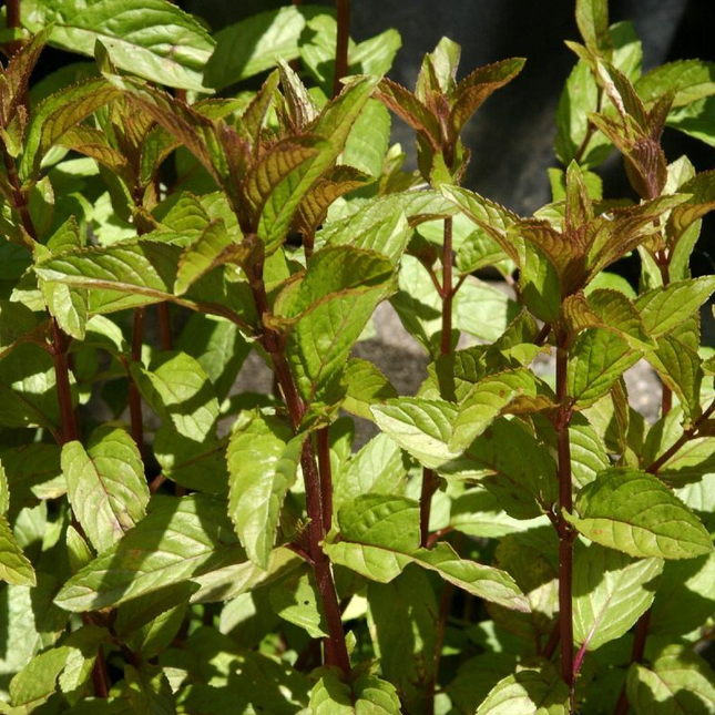 Mentha piperita 'Chocolate' - Chocolade-munt