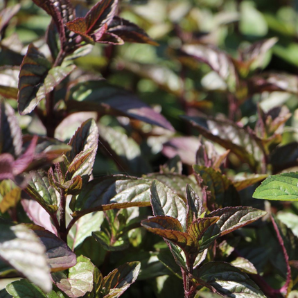 Mentha piperita 'Chocolate' - Chocolade-munt