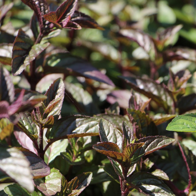Mentha piperita 'Chocolate' - Chocolade-munt