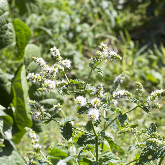 Mentha spicata 'Moroccan' - Marokkaanse munt