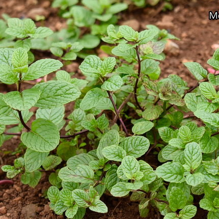 Borderpakket 'Kruidentuin' - 3m² - 30 planten