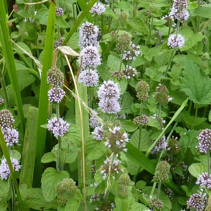 Mentha aquatica (watermunt) met bolvormige, lichtpaarse bloeiaren en frisgroene bladeren, groeiend tussen oeverplanten in een vochtige omgeving.