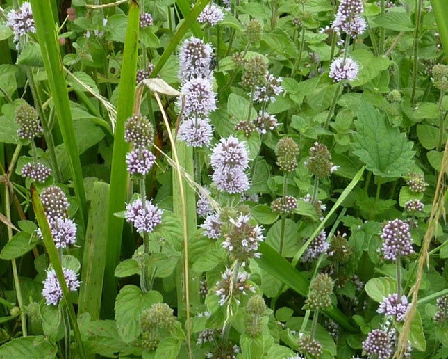 Mentha aquatica (watermunt) met bolvormige, lichtpaarse bloeiaren en frisgroene bladeren, groeiend tussen oeverplanten in een vochtige omgeving.