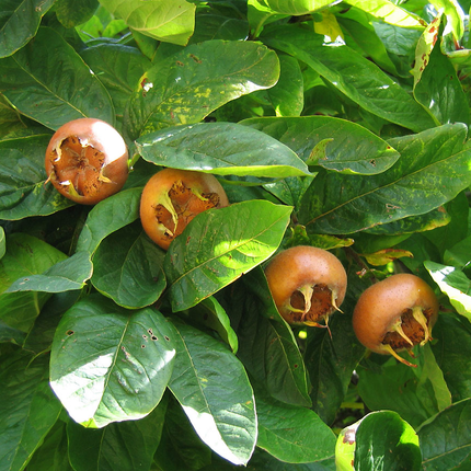 Mespilus germanica -  Wilde Mispel blote wortel