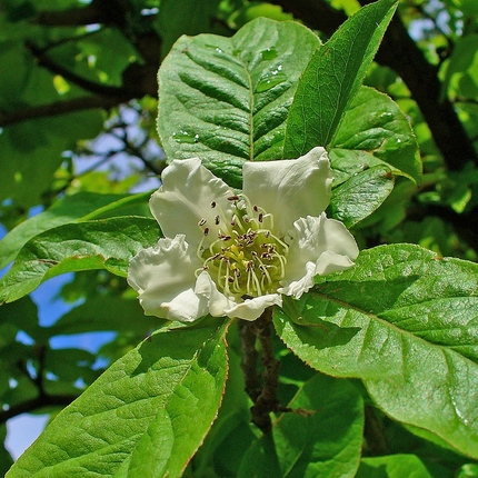 Mespilus germanica -  Wilde Mispel blote wortel