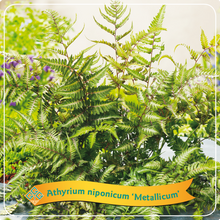 Afbeelding in Gallery-weergave laden, Athyrium niponicum &#39;Metallicum&#39; - Japanse Regenboogvaren
