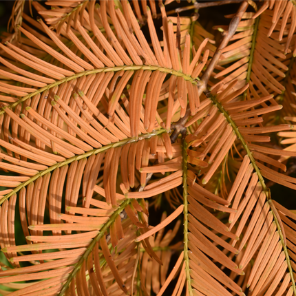 Metasequoia glyptostroboides - Watercipres