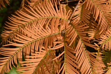 Afbeelding in Gallery-weergave laden, Metasequoia glyptostroboides - Watercipres
