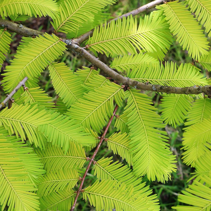 Metasequoia glyptostroboides - Watercipres