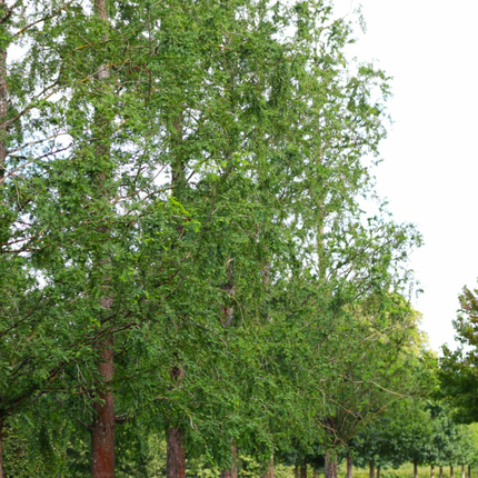 Metasequoia glyptostroboides - Watercipres