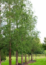 Afbeelding in Gallery-weergave laden, Metasequoia glyptostroboides - Watercipres
