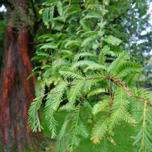 Afbeelding in Gallery-weergave laden, Metasequoia glyptostroboides - Watercipres
