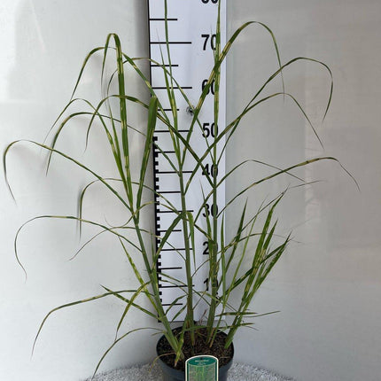 Miscanthus giganteus 'Alligator' - Prachtriet