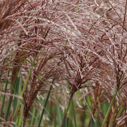Miscanthus sinensis ‘Malepartus’ – Prachtriet