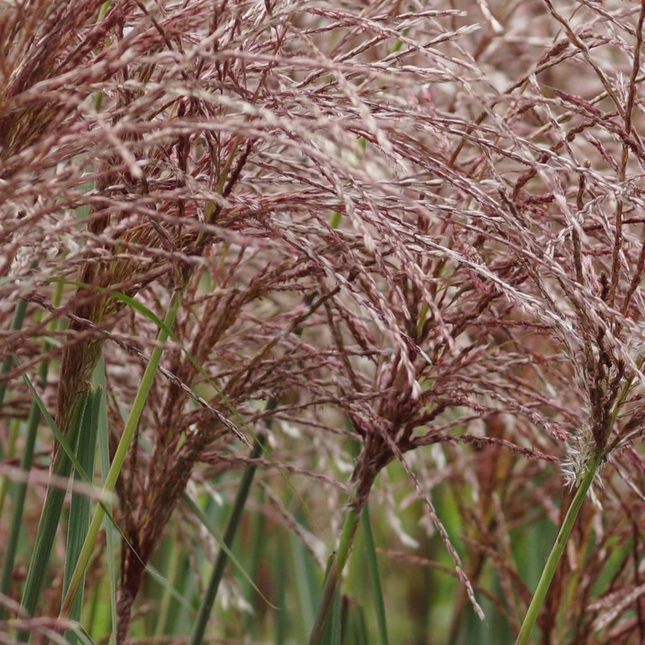 Miscanthus sinensis ‘Malepartus’ – Prachtriet