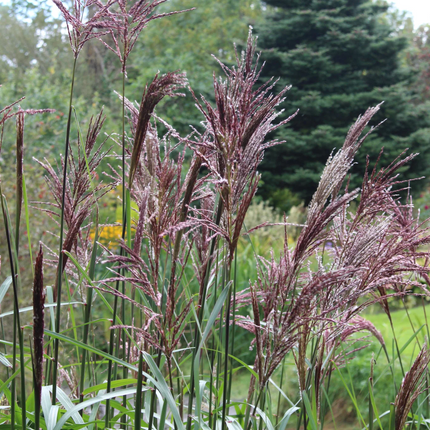 Miscanthus sinensis ‘Malepartus’ – Prachtriet