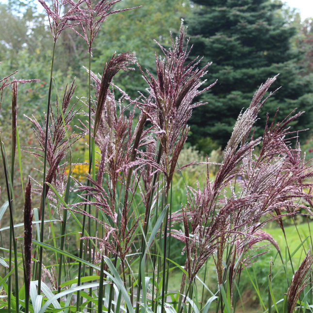 Miscanthus sinensis ‘Malepartus’ – Prachtriet