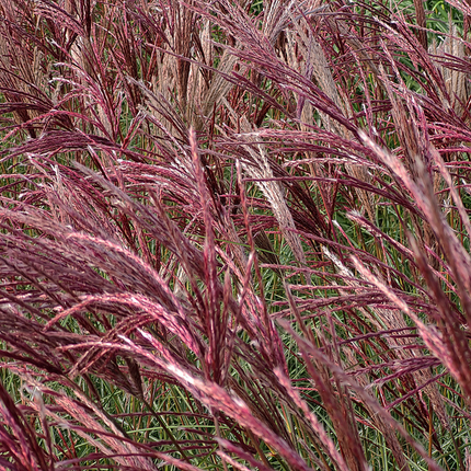 Miscanthus sinensis 'Red Chief' - Prachtriet