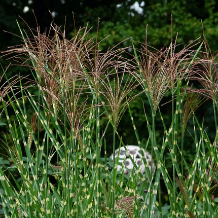 Miscanthus sinensis ‘Strictus’ - Prachtriet