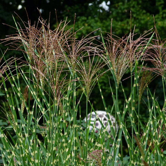Miscanthus sinensis ‘Strictus’ - Prachtriet