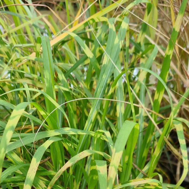 Miscanthus giganteus 'Alligator' - Prachtriet