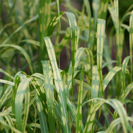 Miscanthus giganteus 'Alligator' - Prachtriet