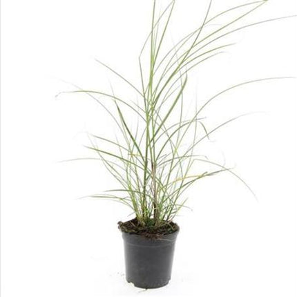 Miscanthus sinensis 'Red Chief' - Prachtriet