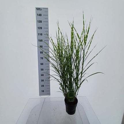 Miscanthus sinensis ‘Strictus’ - Prachtriet