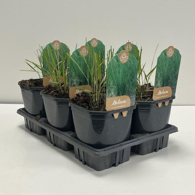 Molinia caerulea 'Heidebraut' - Pijpenstrootje