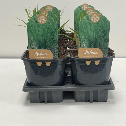 Molinia caerulea 'Heidebraut' - Pijpenstrootje