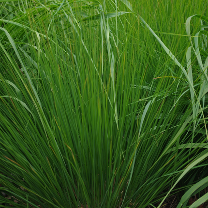 Molinia caerulea 'Heidebraut' - Pijpenstrootje