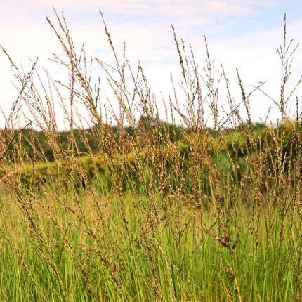 Molinia caerulea 'Heidebraut' - Pijpenstrootje