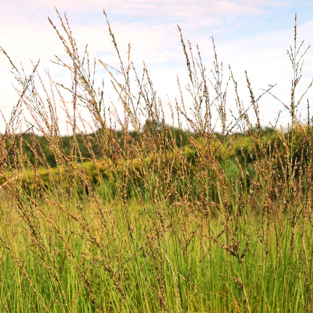 Molinia caerulea 'Heidebraut' - Pijpenstrootje