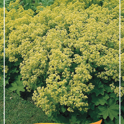 Alchemilla mollis - Fraaie vrouwenmantel