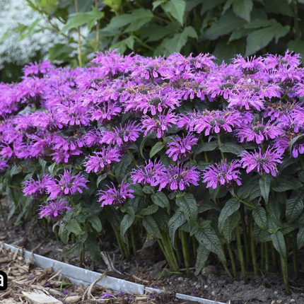 Borderpakket 'Bijen & Vlinders' - 5m² - 50 planten