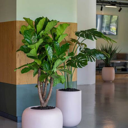 Monstera - Kunstplant - XL