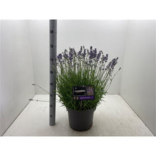 Afbeelding in Gallery-weergave laden, Lavandula angustifolia &#39;Munstead&#39; -  Lavendel
