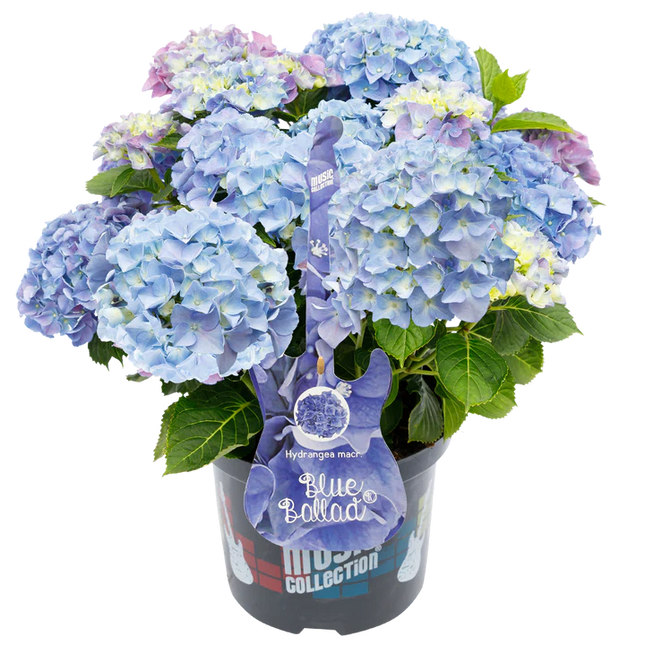 Blauwe Hortensia's - Pakket voor 1 vierkantemeter