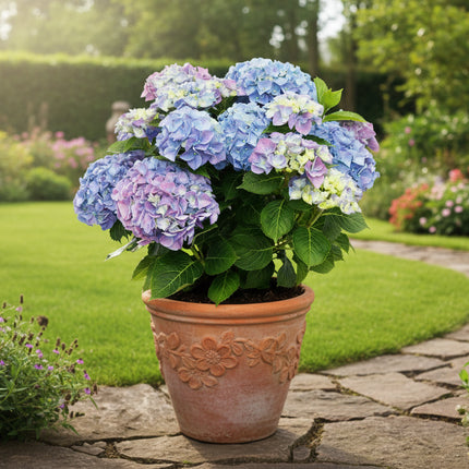Hydrangea macrophylla 'Blue BoogieWoogie' in een pot in de tuin, met ronde blauwe bloemtrossen boven donkergroene bladeren, geplaatst als decoratieve accentplant.