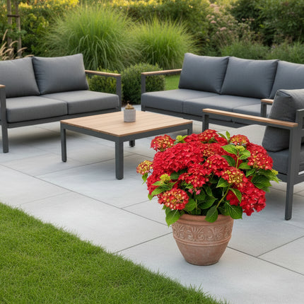 Red Reggae Hydrangea macrophylla in pot, met felrode bloemtrossen, geplaatst naast een lounge set in de tuin voor een kleurrijke en sfeervolle uitstraling.